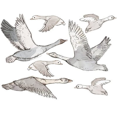 Naklejka na ścianę - gąski  3