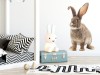 Naklejka na ścianę - królik Czesiu