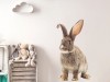 Naklejka na ścianę - królik Czesiu 1