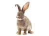 Naklejka na ścianę - królik Czesiu 2