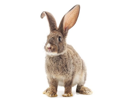 Naklejka na ścianę - królik Czesiu 2