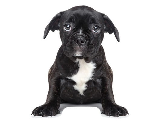 Naklejka na ścianę - piesek 2